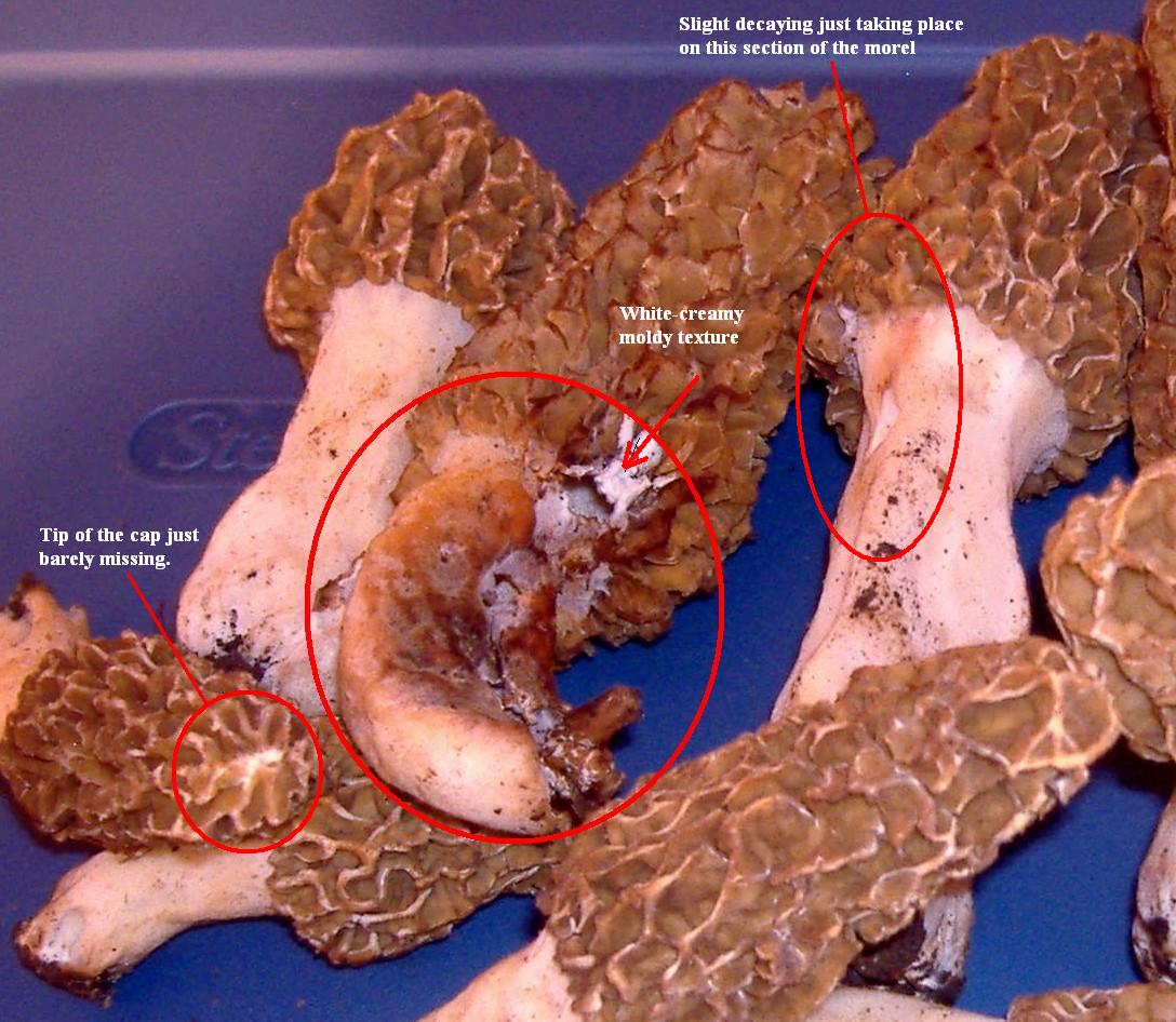 badmorel