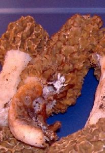 Click here for close-up images