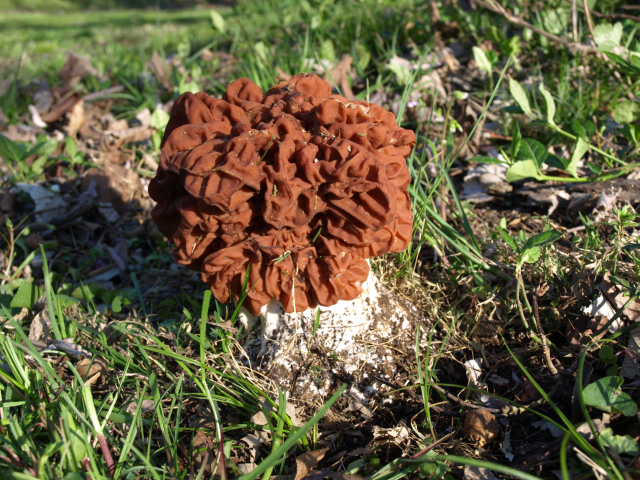 False Morel