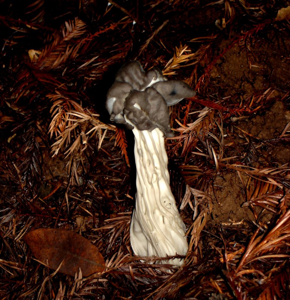 Black Elfin Saddle False Morel