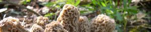 cropped-clump12-1.jpg