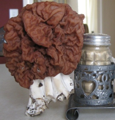False Morel