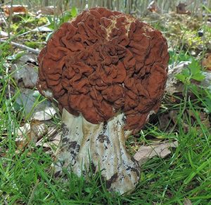 PA false morel Gyromitra
