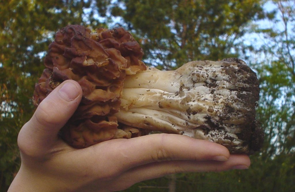 False Morel