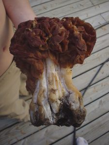 False Morel