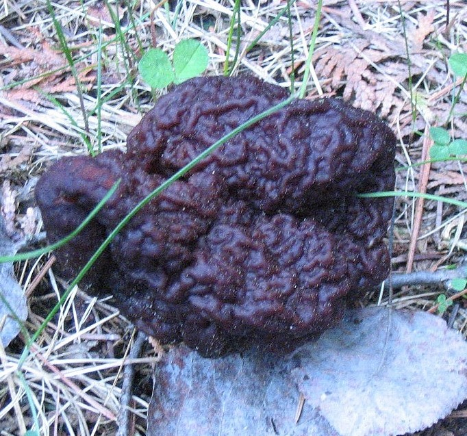 False Morel