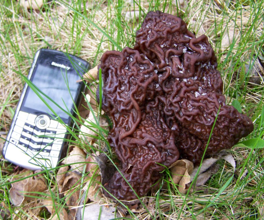 Gyromitra False Morel