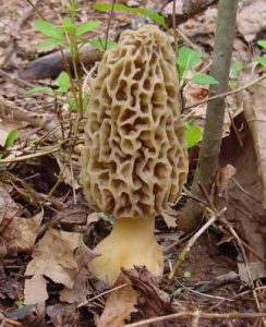 Yellow Morel