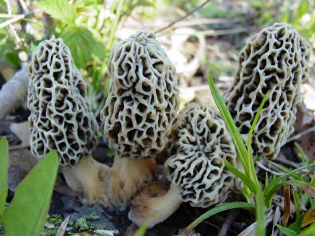 Grey Morels