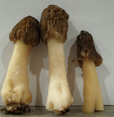 Verpa False Morel