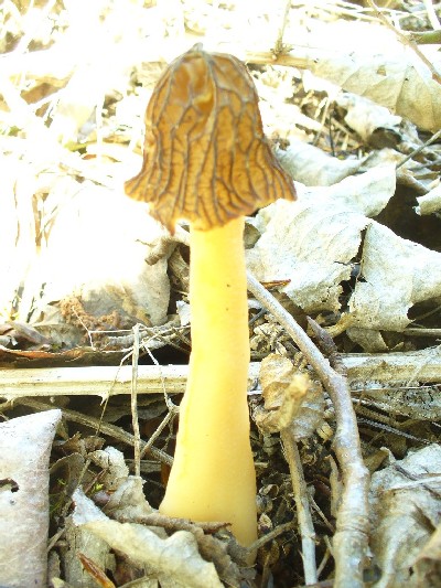 Verpa Bohemica False Morel