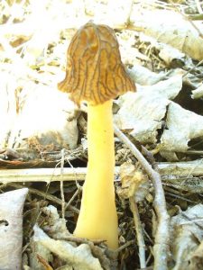 verpabohemicas