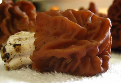 False Morel
