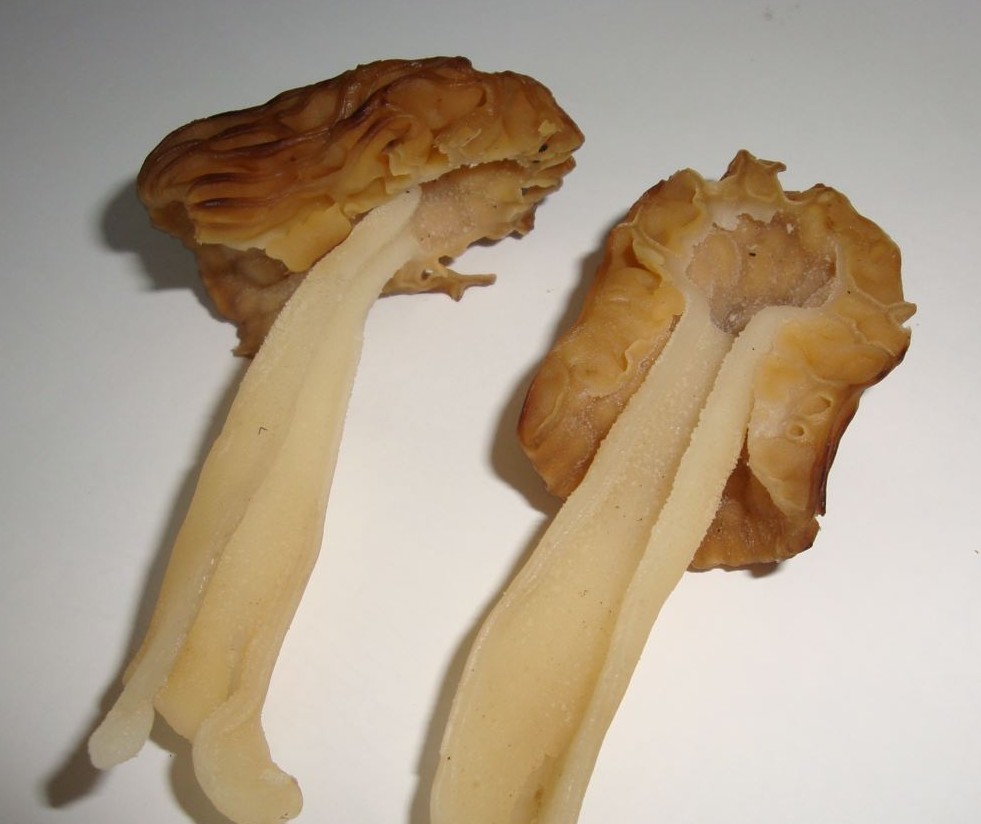 verpa 