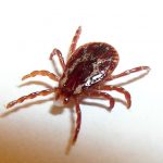 woodtick