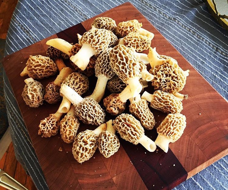kansas morels 4/3