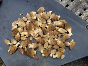 Idaho morels