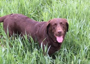 Chocolate Lab