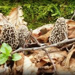 Fresh cluster of morels
