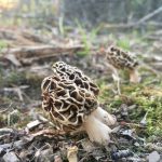 Grey morels