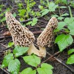 fresh grey morels