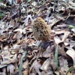 Solo Morel
