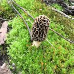 A young grey morel