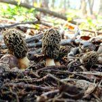 small grey morels