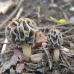 Grey morels