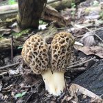 Twin grey Morels