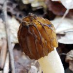 Half Free Morel