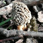Grey Morel