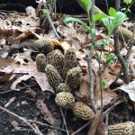 Cluster of Grey Morels