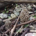 Great Morels