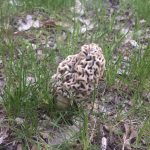 grey morel
