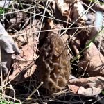 Black Morel
