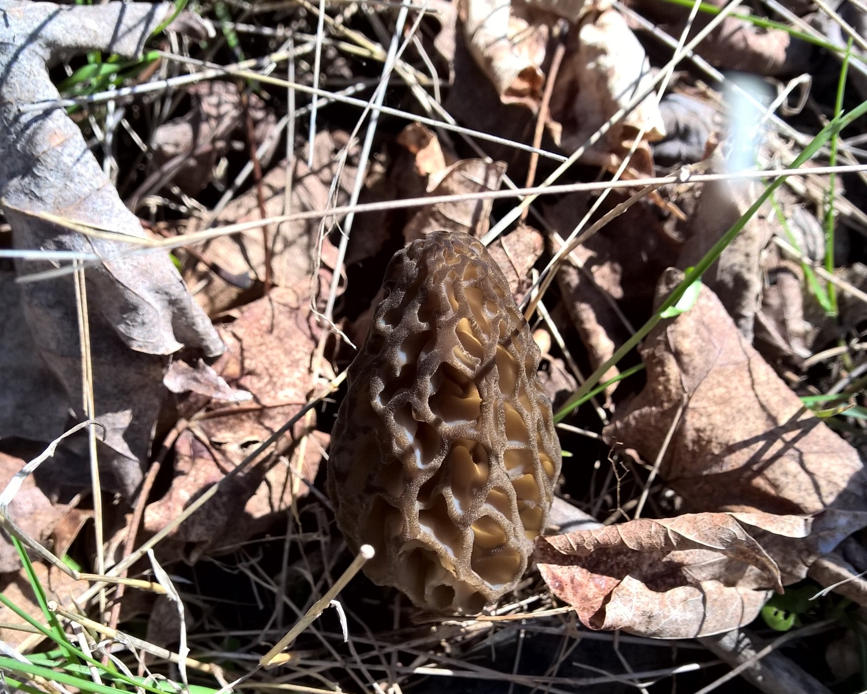 Black Morel