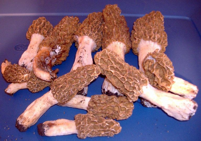 Growth Cycle The Great Morel
