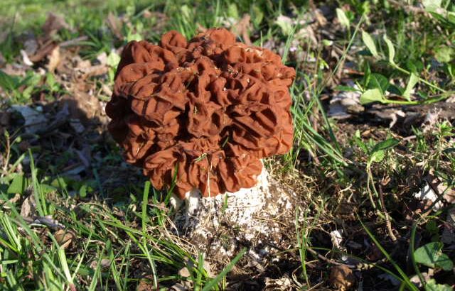 False Morel - Beefsteak