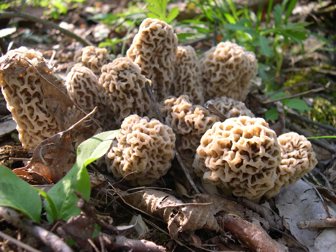 Preserving Your Morels  The Great Morel