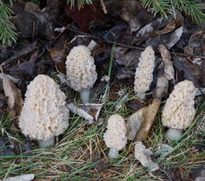 Morel Decoy Set