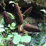 Cluster of Oregon blacks