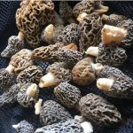 Georgia Morels 2017
