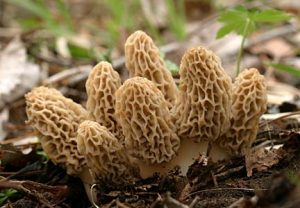Patch of yellows morels