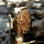 Black Morel
