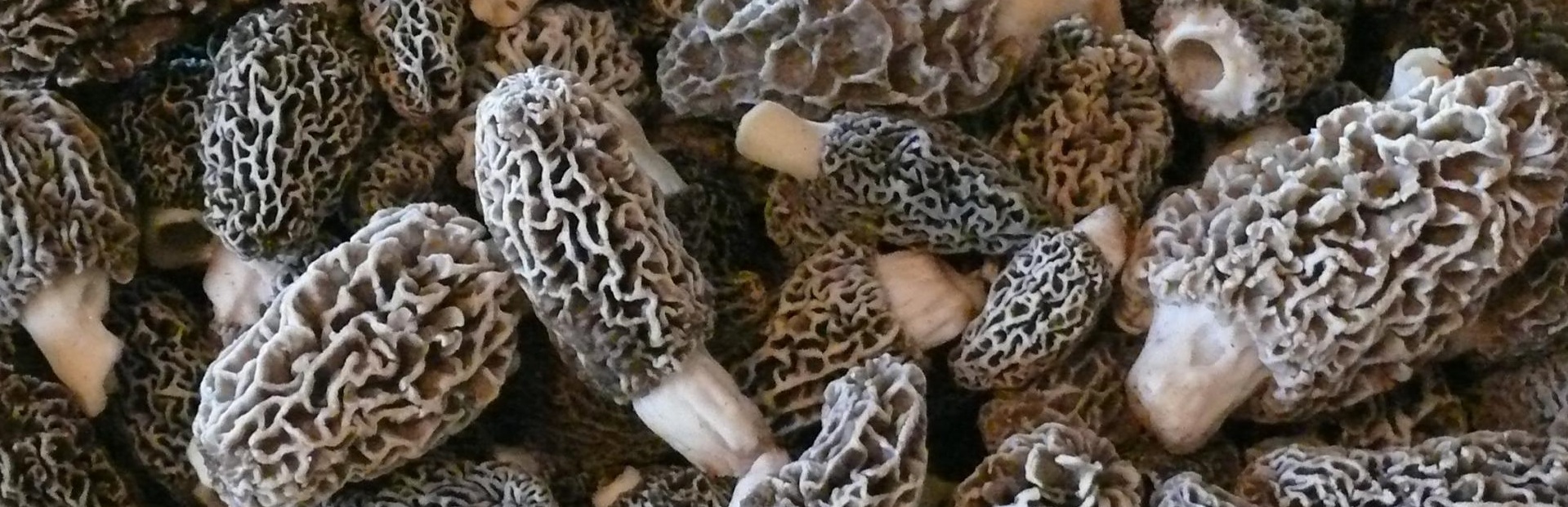 How to Dry Morel Mushrooms Without a Dehydrator