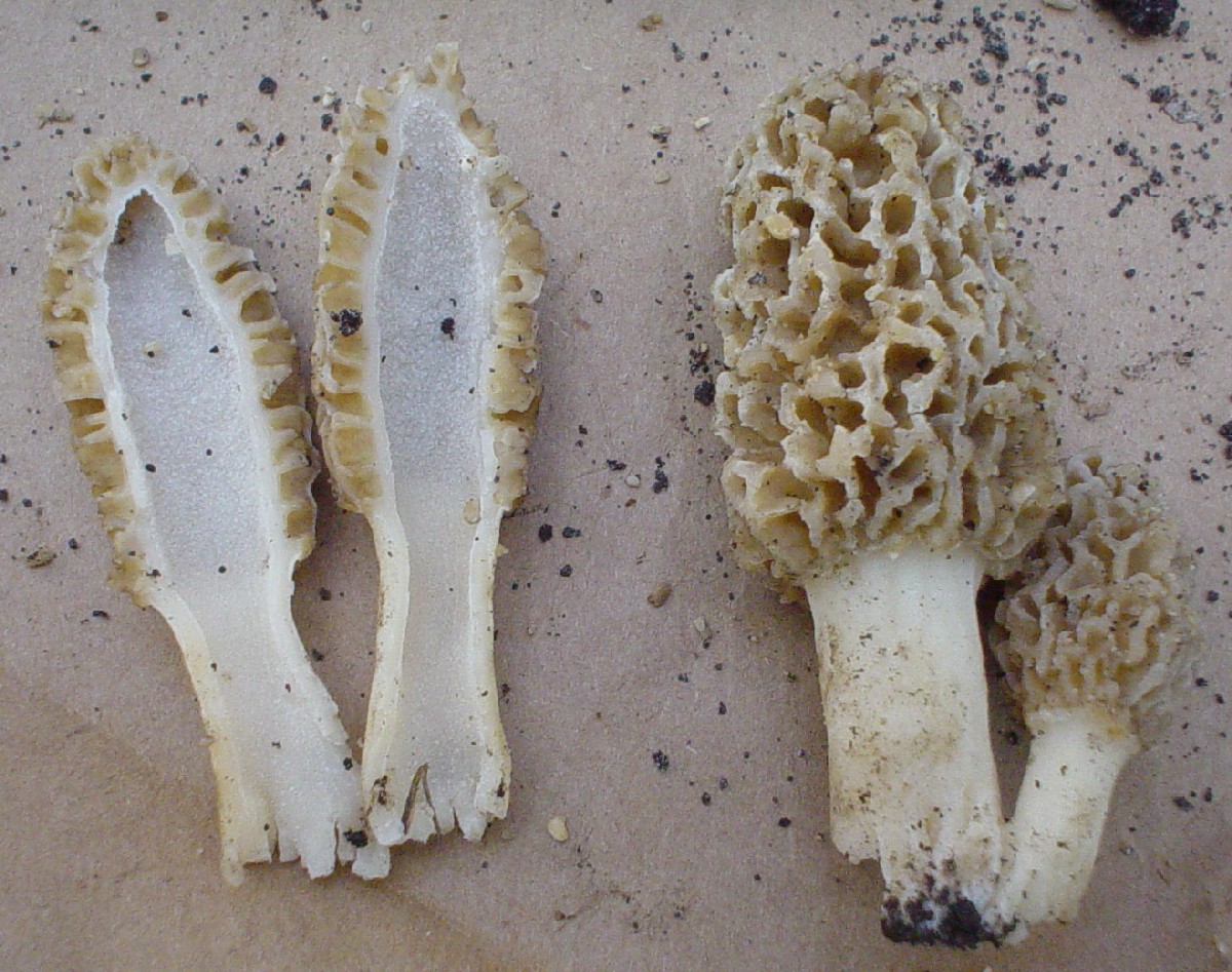 Cross Section of yellow morel