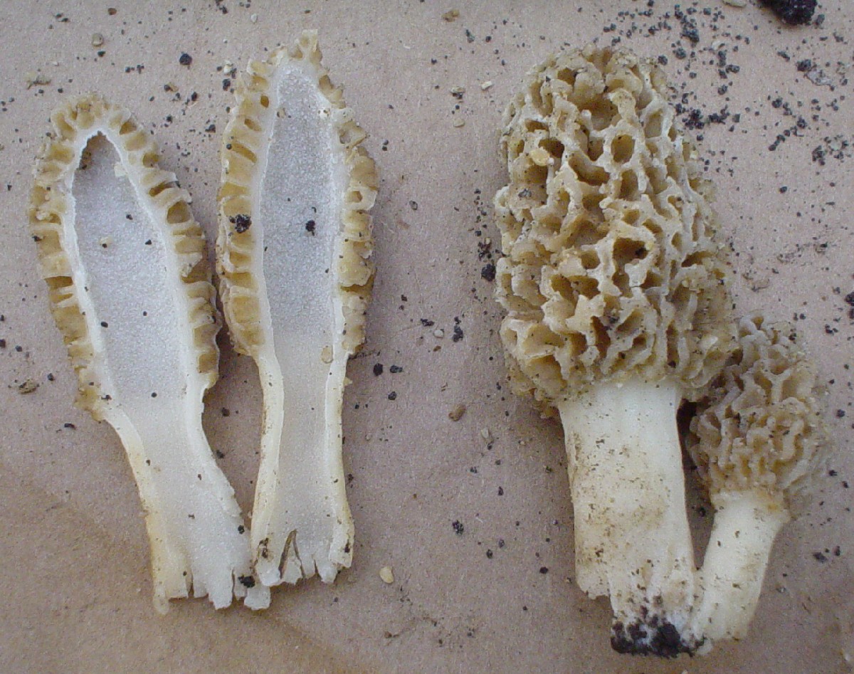 cross section yellow morel Cross Section of yellow morel