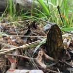 Washington Black Morel