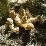 Minnesota clump courtesy of Sonja K